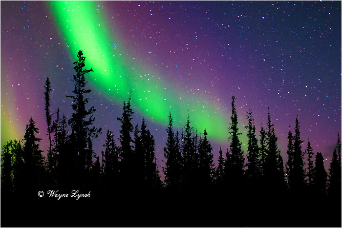 Aurora Borealis by Dr. Wayne Lynch &copy;